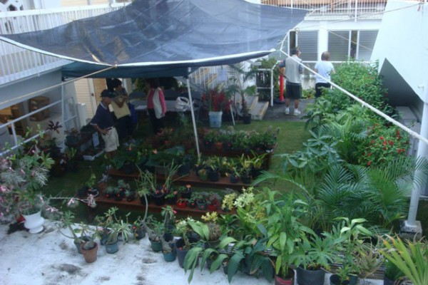 plants for sale under an awning