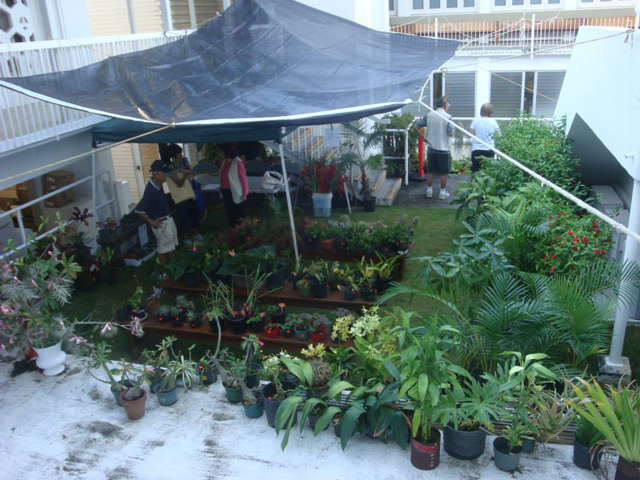 Plant sale (Bazaar 2014)