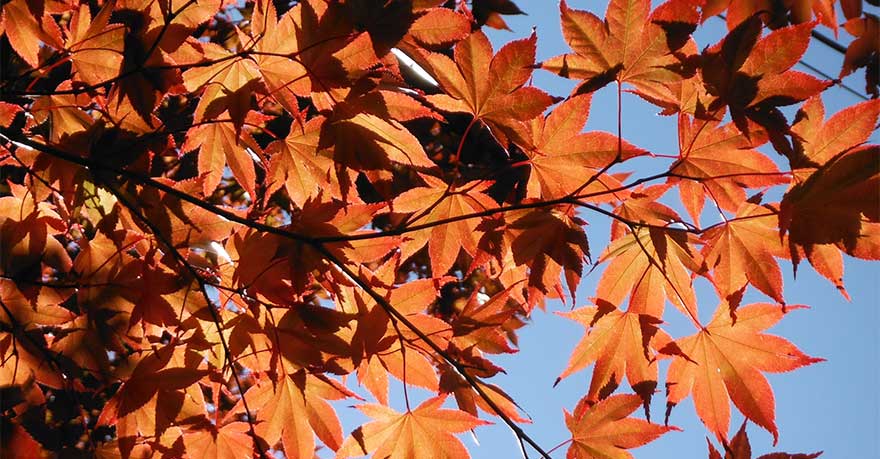 maple leaves with fall color and sky