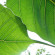 bodhi tree leaf detail