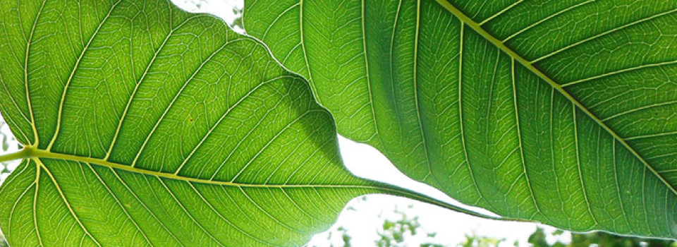 bodhi tree leaf detail
