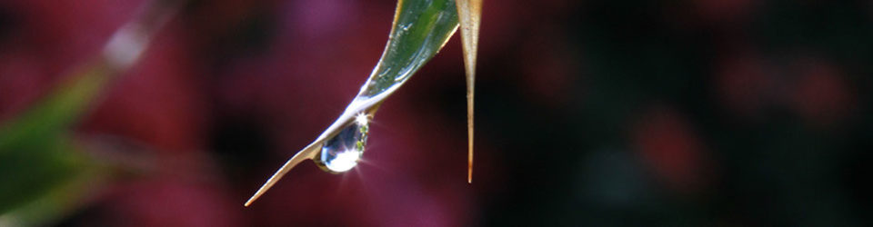 water droplet at end of leaf - photo by Alan Kubota