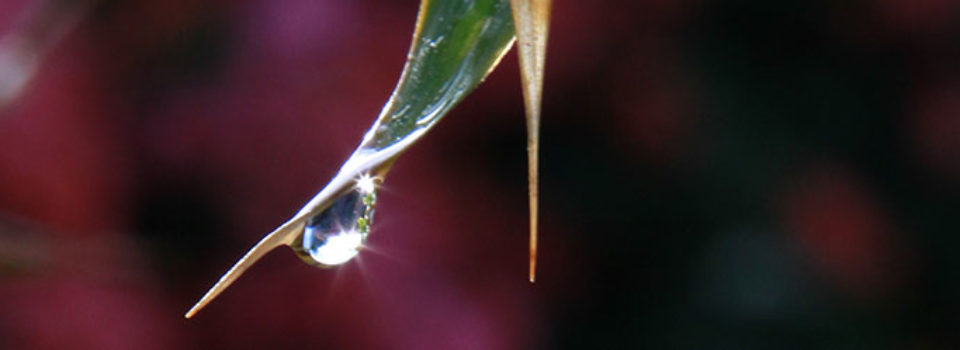water droplet at end of leaf - photo by Alan Kubota
