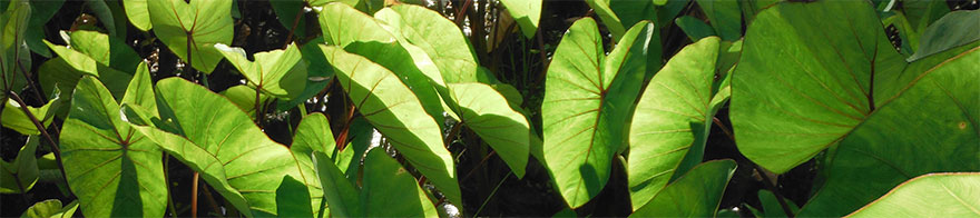 closeup of kalo (taro) leaves with sun and shadows