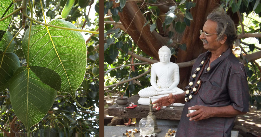 Sooriya Kumar at Mouna Farm with Bodhi tree