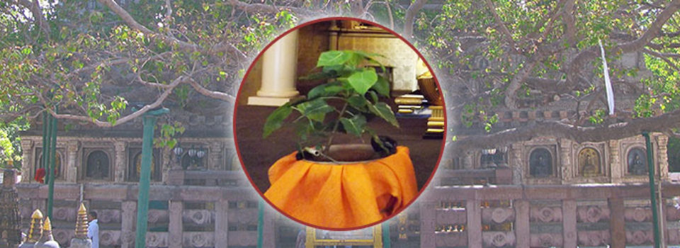 header image with Bodhi tree sapling dedicated to Mary Foster at Hawaii Betsuin with Bodhi tree at Bodhgaya as a background image (Ken Wieland from Philadelphia, USA [CC BY-SA 2.0 (https://creativecommons.org/licenses/by-sa/2.0)]