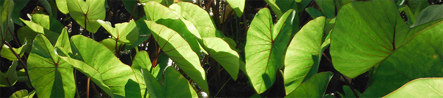 kalo leaves, Hawaii Nature Center