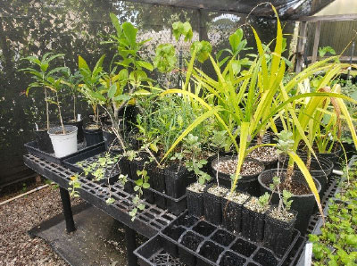 potted trees and shrubs for the "trees please" free trees