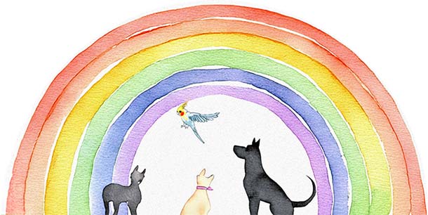 Pet memorial rainbow graphic